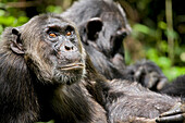 Afrika, Uganda, Kibale-Nationalpark, Ngogo-Schimpansenprojekt. Ein männlicher Schimpanse blickt in die Baumkronen.
