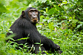 Afrika, Uganda, Kibale-Nationalpark, Ngogo-Schimpansenprojekt. Junger erwachsener Schimpanse entspannt sich auf einem Pfad und wartet auf andere in seiner Gruppe.