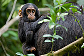 Afrika, Uganda, Kibale-Nationalpark, Ngogo-Schimpansenprojekt. Neugieriges Schimpansenkind klammert sich mit einem zufriedenen Gesichtsausdruck an seine Mutter.