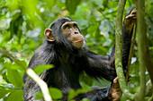 Afrika, Uganda, Kibale-Nationalpark, Ngogo-Schimpansenprojekt. Ein heranwachsender männlicher Schimpanse beobachtet den Wald darüber.
