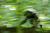 Africa, Uganda, Kibale National Park, Ngogo Chimpanzee Project. Wild chimpanzee travels through the forest.