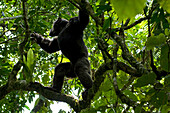 Afrika, Uganda, Kibale-Nationalpark, Ngogo-Schimpansenprojekt. Mit starken Schultern, langen Armen und gegensätzlichen Zehen klettert ein wilder Schimpanse mit Leichtigkeit.