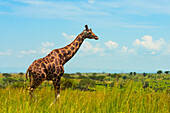 Giraffe in der Savanne, Murchison Falls National Park, Uganda