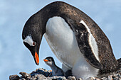 Antarctica, Antarctic Peninsula, Jougla Point. Gentoo penguin and chick.