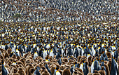 South Georgia Island, Salisbury Plain. Dense king penguin colony.