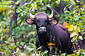 India. Gaur, Indian wild bison (Bos gaurus) at Kanha tiger reserve.