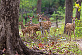 Indien. Chital, gefleckter Hirsch (Achsenachse) im Kanha Tiger Reserve National Park.