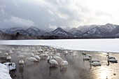 Asien, Japan, Hokkaido, Lake Kussharo, Singschwan, Cygnus cygnus. Eine Gruppe von Singschwänen versammelt sich in der Morgendämmerung im nebligen offenen Thermalwasser am Rand des zugefrorenen Sees.