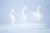 Asien, Japan, Hokkaido, Lake Kussharo, Singschwan, Cygnus cygnus. Drei Singschwäne schweben während der blauen Stunde in der Morgendämmerung im nebligen offenen Thermalwasser.
