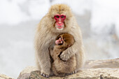 Asien, Japan, Nagano, Jigokudani Yaen Koen, Snow Monkey Park, Japanmakaken, Macaca fuscata. Ein Schneeaffenweibchen kuschelt mit ihrem Baby am Rand des Thermalbeckens.