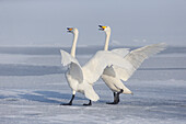Asia, Japan, Hokkaido, Lake Kussharo, whooper swan, Cygnus cygnus. A pair of whooper swans celebrate loudly with each other after landing on the ice.