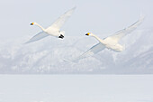 Japan, Hokkaido, Kussharo-See. Zwei fliegende Singschwäne