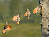 Kanada, British Columbia. Ausgewachsenes Männchen Northern Flicker (Colaptes auratus) fliegt zum Nistloch im Espenbaum (digitales Komposit).