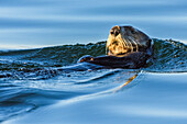Canada, British Columbia. Sea otter in Clayoquot Sound.