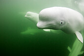 Canada, Manitoba, Churchill, Underwater view of young Beluga Whale pod swimming near mouth of Hudson Bay