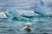 Kanada, Territorium Nunavut, Repulse Bay, Eisbär (Ursus Maritimus) schwimmen in der Nähe von schmelzenden Eisbergen in der Nähe von Harbour Islands