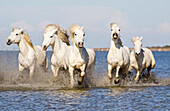France, The Camargue, Saintes-Maries-de-la-Mer, Camargue horses, Equus ferus caballus camarguensis. Camargue horses running through water.