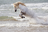 France, The Camargue, Saintes-Maries-de-la-Mer. Camargue horse in the surf of the Mediterranean Sea.