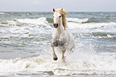 France, The Camargue, Saintes-Maries-de-la-Mer. Camargue horse in the surf of the Mediterranean Sea.