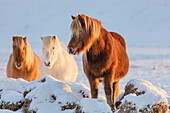 Icelandic horses in south Iceland