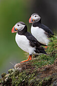 Europe, Iceland, Westfjords. A group of Atlantic puffins on a steep grassy hillside.
