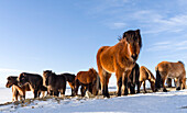 Islandpferd im Winter in Island mit typischem Wintermantel. Diese traditionelle isländische Rasse geht auf die Pferde der Wikinger zurück. Island ()