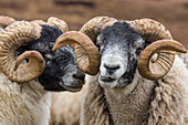 Scotland. Scottish black-faced sheep close-up.