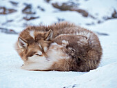Schlittenhund im Winter in Uummannaq in Grönland. Hundegespanne sind Zugtiere für die Fischer und bleiben den ganzen Winter auf dem Meereis des Fjords. Grönland, Dänemark.