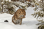 Gefangener Amur-Leopard im Winter, Panthera pardus orientalis. Leoparden-Unterart, die in der Region Primorje im Südosten Russlands und in der Provinz Jilin im Nordosten Chinas beheimatet ist. Vom Aussterben bedrohte Arten seit 1996.