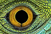Close-up of Juvenile Green basilisk lizard eye structure.