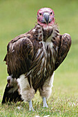 Lappet-faced vulture or Nubian Vulture