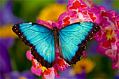 Blauer Morpho-Schmetterling, Morpho peleides, auf rosa Orchidee