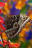 Blauer Morpho-Schmetterling, Morpho peleides, auf Orchidee mit geschlossenen Flügeln, die Augenflecken anzeigen