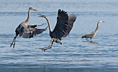 Great Blue Herons fighting over fishing spot