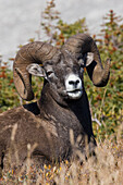 Bighorn sheep ram portrait