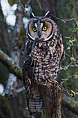 Long-eared Owl