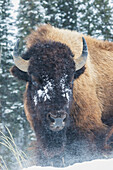 Bison Bull, winter wind and snowstorm