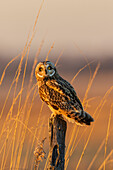 Short-eared owl perched on fence post, Prairie Ridge State Natural Area, Marion County, Illinois.