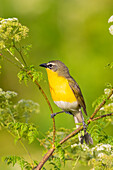 Yellow-breasted chat, Marion County, Illinois.