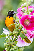 Baltimore oriole male on hollyhock, Marion County, Illinois.