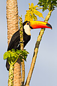 Brasilien, Mato Grosso, Pantanal, Riesentukan (Ramphastos Toco), Papayabaum (Carica Papaya). Ein Riesentukan in einem Papayabaum.