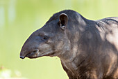 Brasilien, Mato Grosso, Cuiaba, Cuiaba Zoo, Brasilianischer Tapir (Tapirs terrestris). Tapir im Zoo.