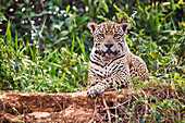 Brazil, Mato Grosso, The Pantanal, Rio Cuiaba, jaguar (Panthera onca). Jaguar resting on the bank of the Cuiaba River.