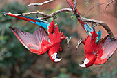 Brazil, Mato Grosso do Sul, Jardim, Sinkhole of the Macaws. A pair of red-and-green macaws playing with each other upside down.