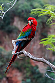 Brazil, Mato Grosso do Sul, Jardim, Sinkhole of the Macaws. Portrait of a single red-and-green macaw.