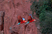 Brasilien, Mato Grosso do Sul, Jardim, Doline der Aras. Ein Paar rot-grüner Aras, die im Schatten gegen die Sandsteinklippe fliegen.