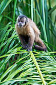 Brazil, Mato Grosso do Sul, Bonito. Portrait of a brown capuchin monkey, Cebus apella.