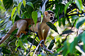 Brasilien, Amazonas, Manaus, Amazon EcoPark Jungle Lodge, Totenkopfäffchen, Saimiri sciureus. Gemeiner Eichhörnchenaffe in den Bäumen.