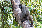 Brazil, Amazon, Manaus, Amazon EcoPark Jungle Lodge. Common woolly monkey using its tail to hold onto tree trunk.