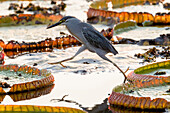 Brazil, The Pantanal, giant lily pads, Victoria amazonica, striated heron, Butorides striatus. A striated heron steps from one giant lily pad to another.